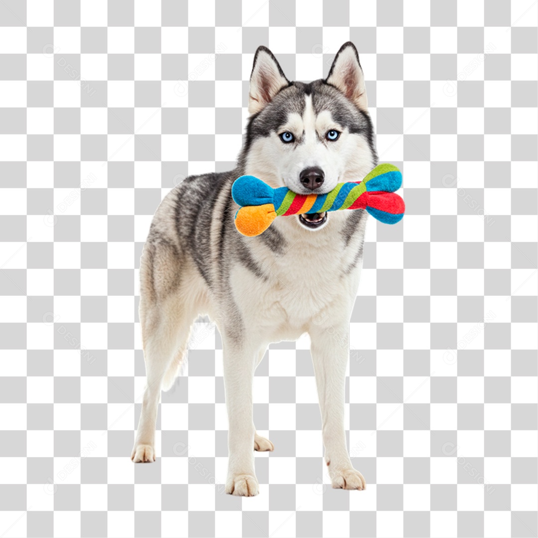 Cachorro Brincando PNG Transparente