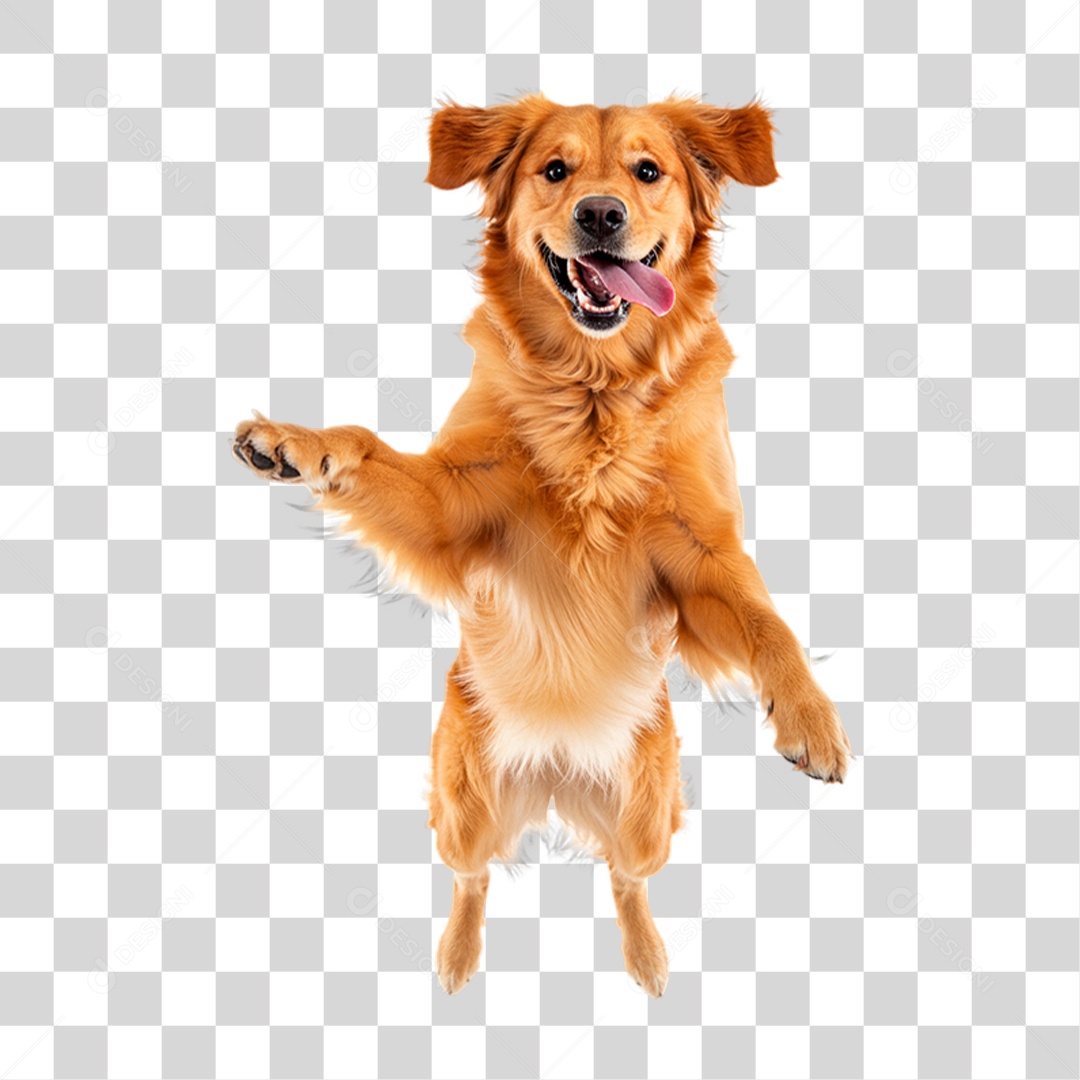 Cachorro Brincando PNG Transparente