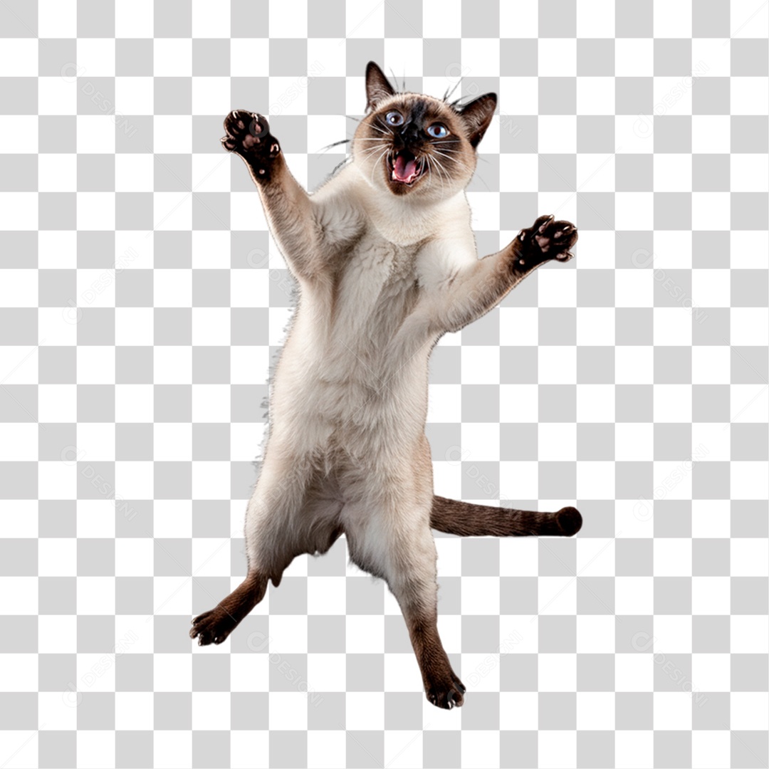 Gato Brincando PNG Transparente