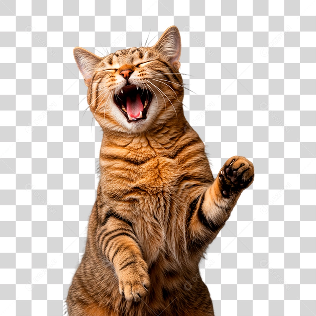 Gato Brincando PNG Transparente