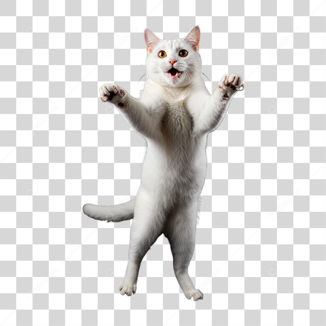 Gato Brincando PNG Transparente
