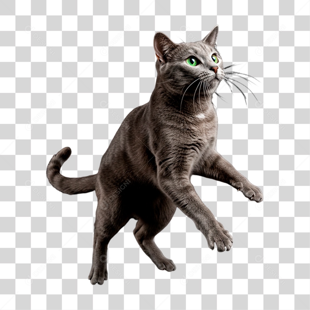 Gato Brincando PNG Transparente