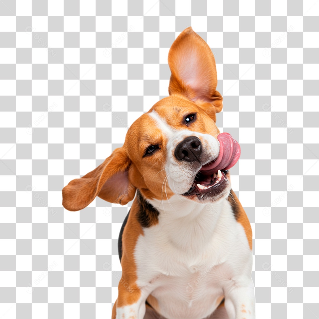 Cachorro Brincando PNG Transparente
