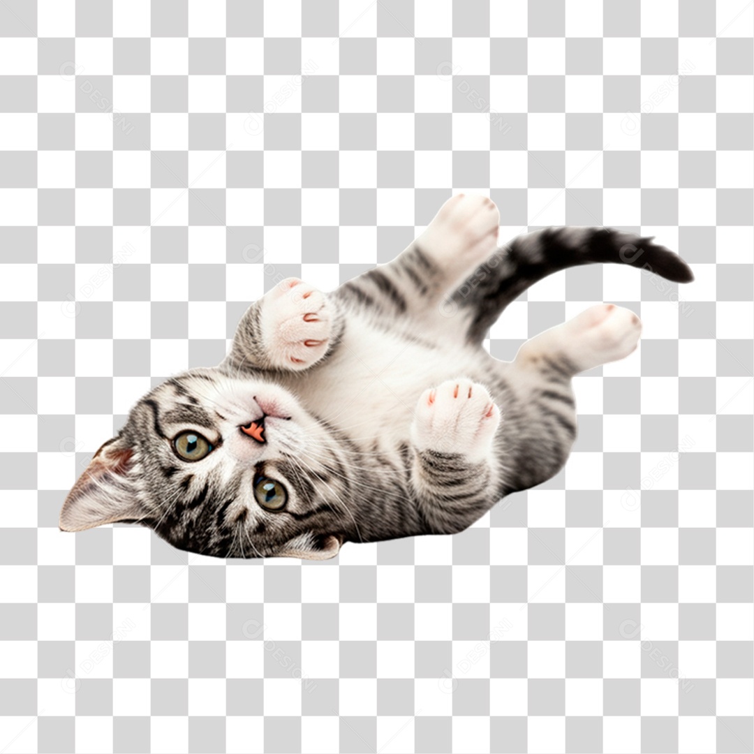 Gato Brincando PNG Transparente