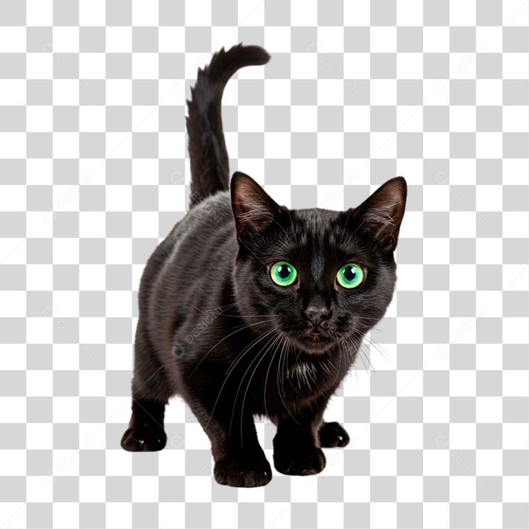 Gato Preto Animal de Estimação PNG Transparente