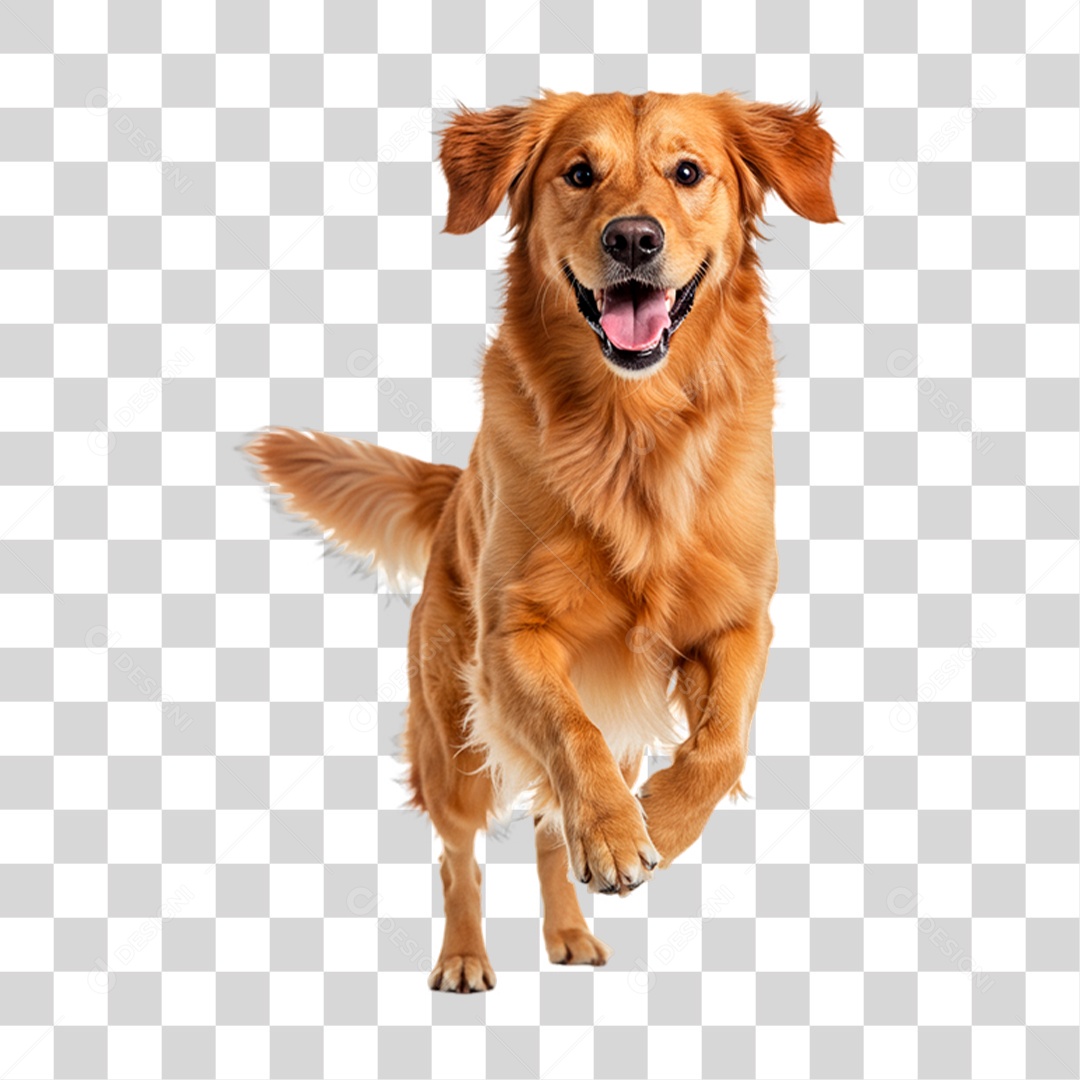 Cachorro Brincando PNG Transparente