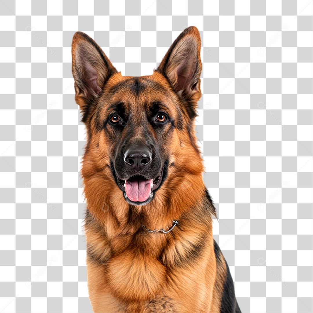 Cachorro Animal de Estimação PNG Transparente