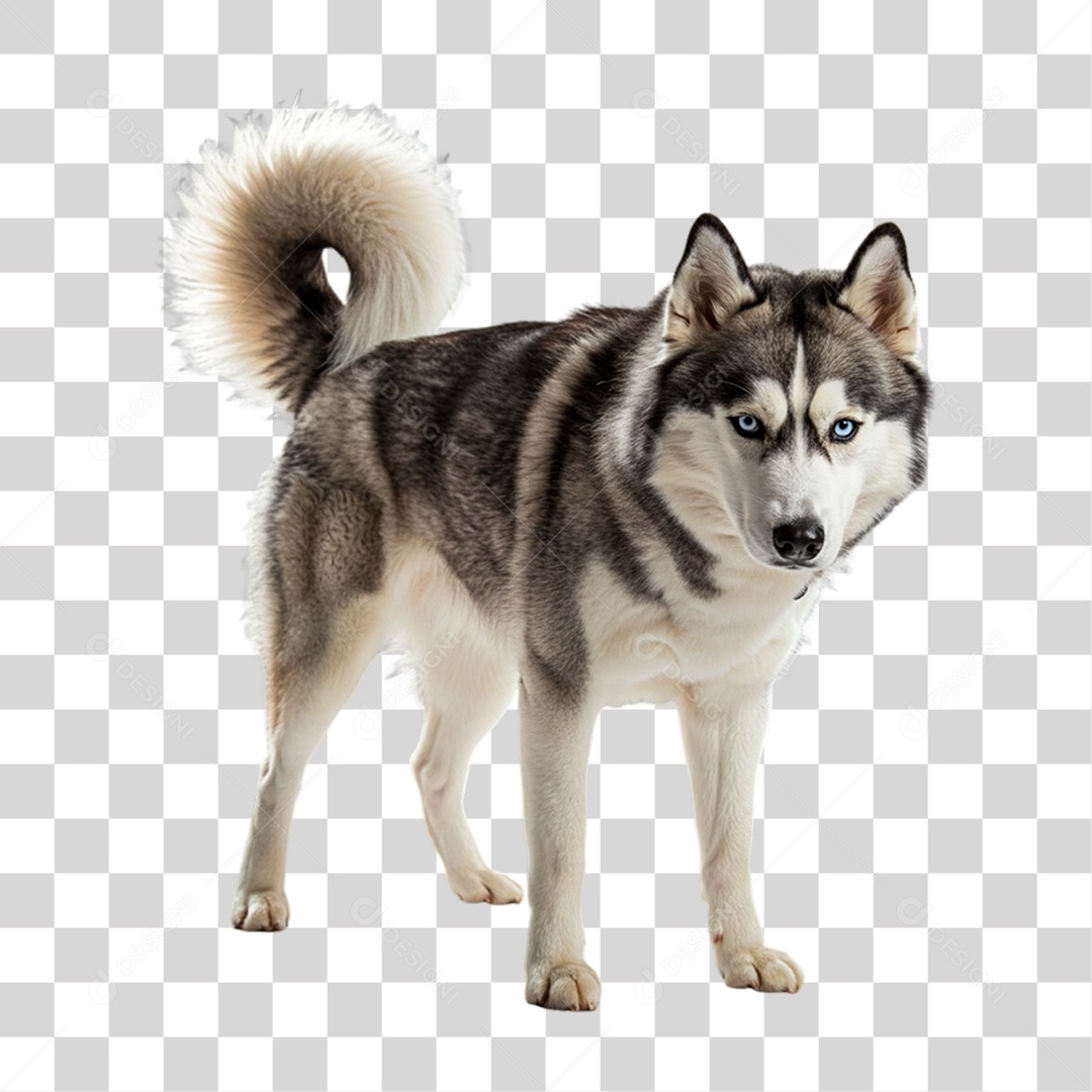 Cachorro Animal de Estimação PNG Transparente