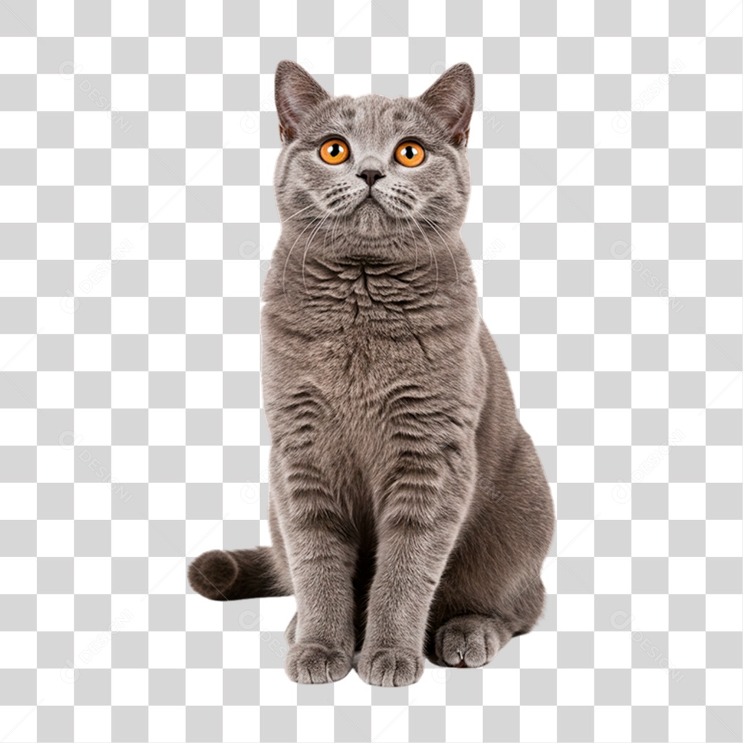 Gato Cinza Animal de Estimação PNG Transparente