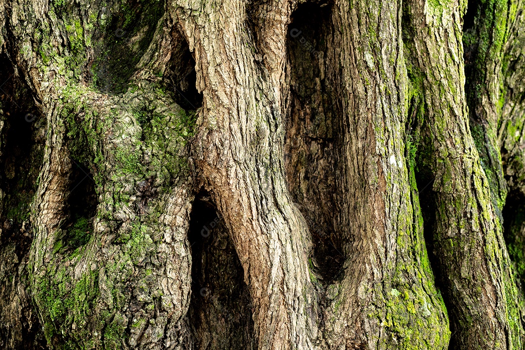 A imagem mostra o tronco de um Carvalho-vivo-do-sul