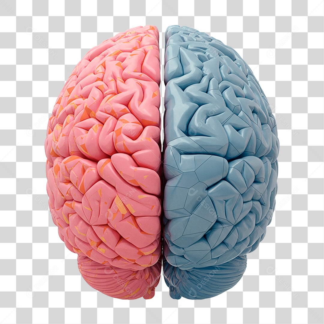 Cérebro Humano PNG Transparente
