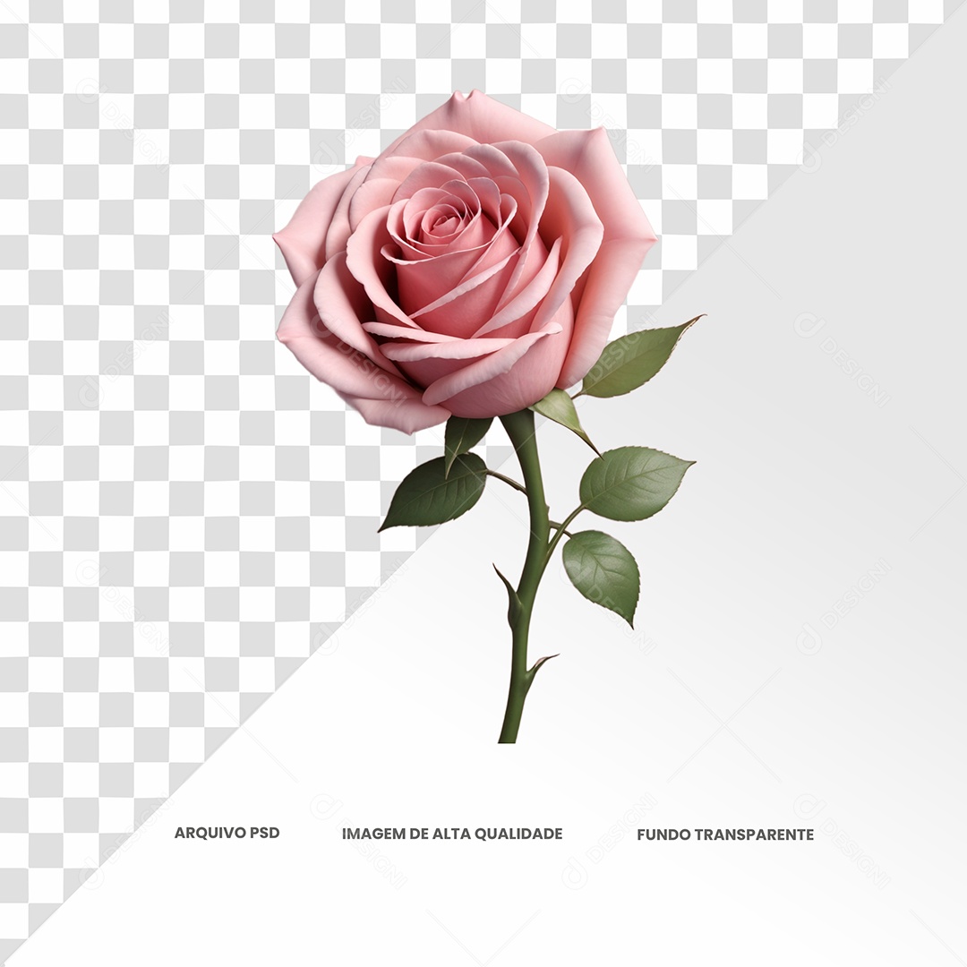Rosa Re Cor Rosa Claro Elemento 3D para Composição PSD