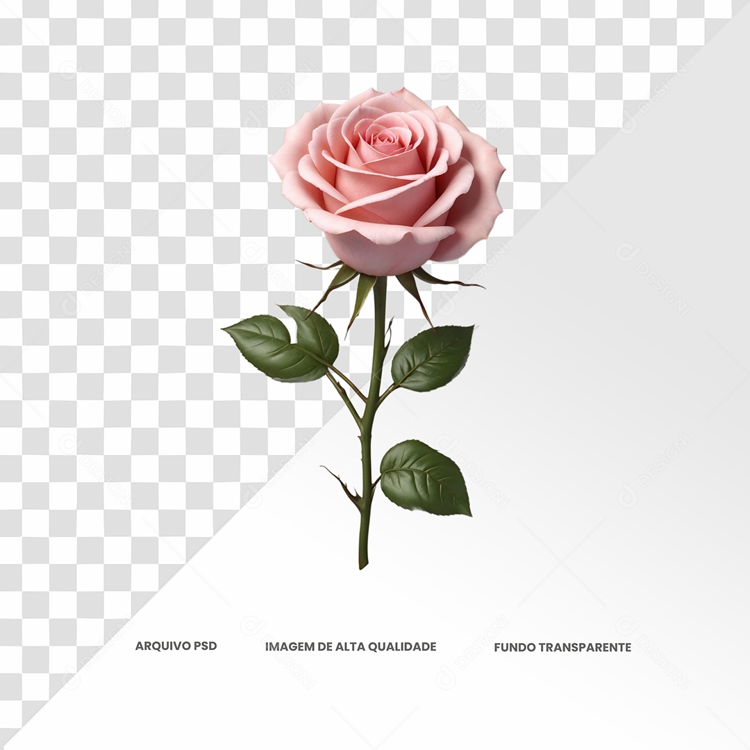 Rosa Re Cor Rosa Claro Elemento 3D para Composição PSD