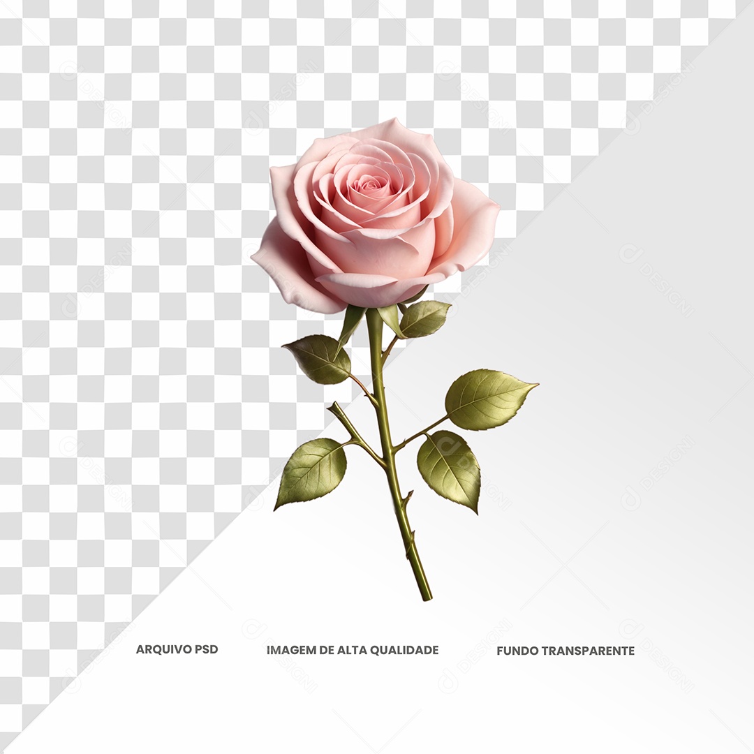 Rosa Re Cor Rosa Claro Elemento 3D para Composição PSD