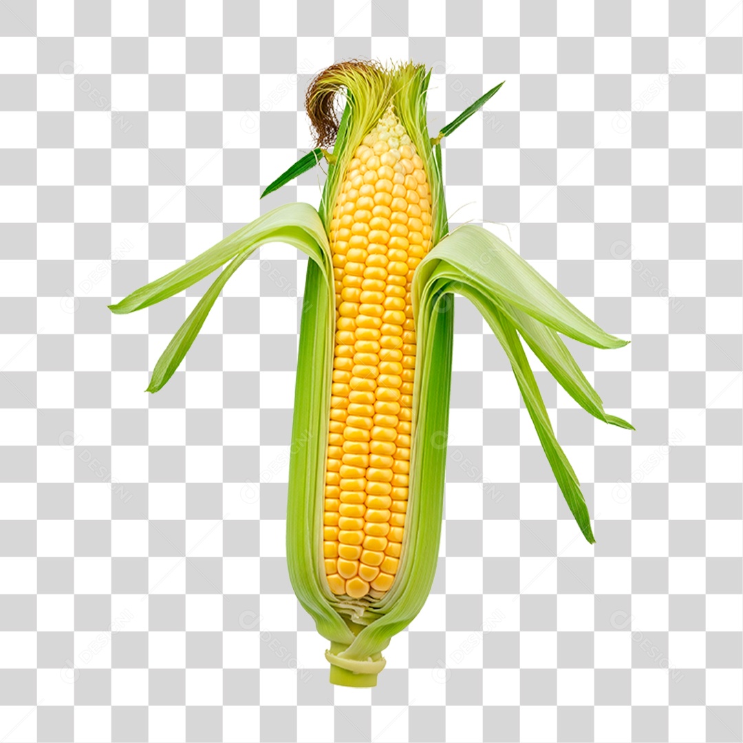 Espiga de Milho Verde PNG Transparente