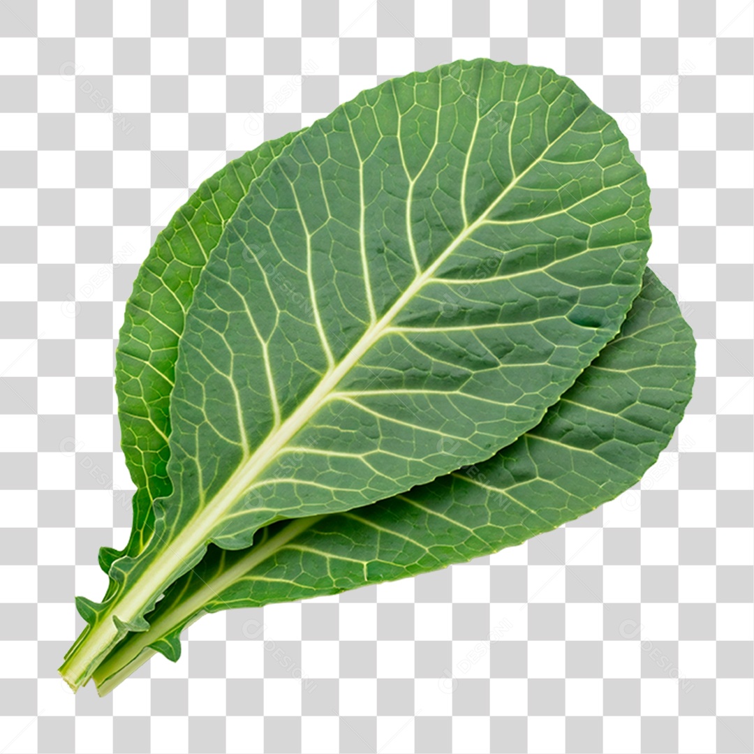 Folhas de Couve PNG Transparente