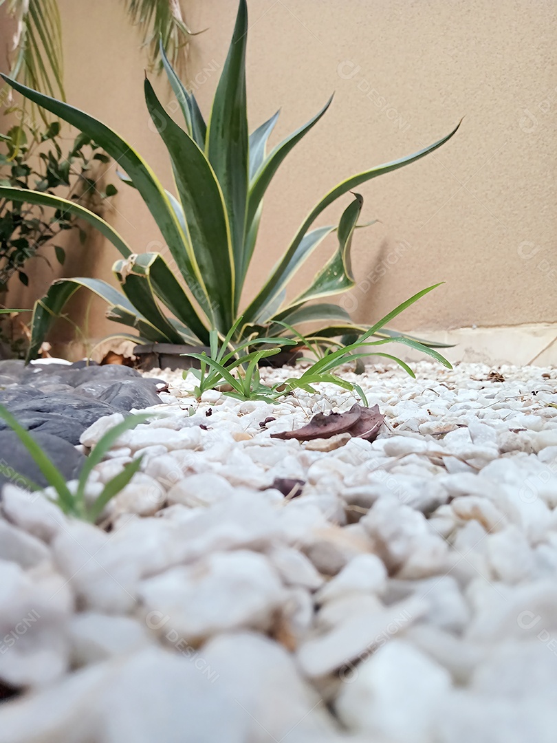 Planta em pedras brancas