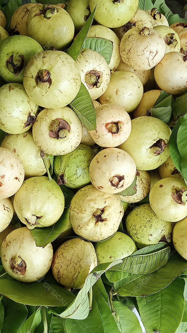 Goiabas da Costa Rica pilhadas