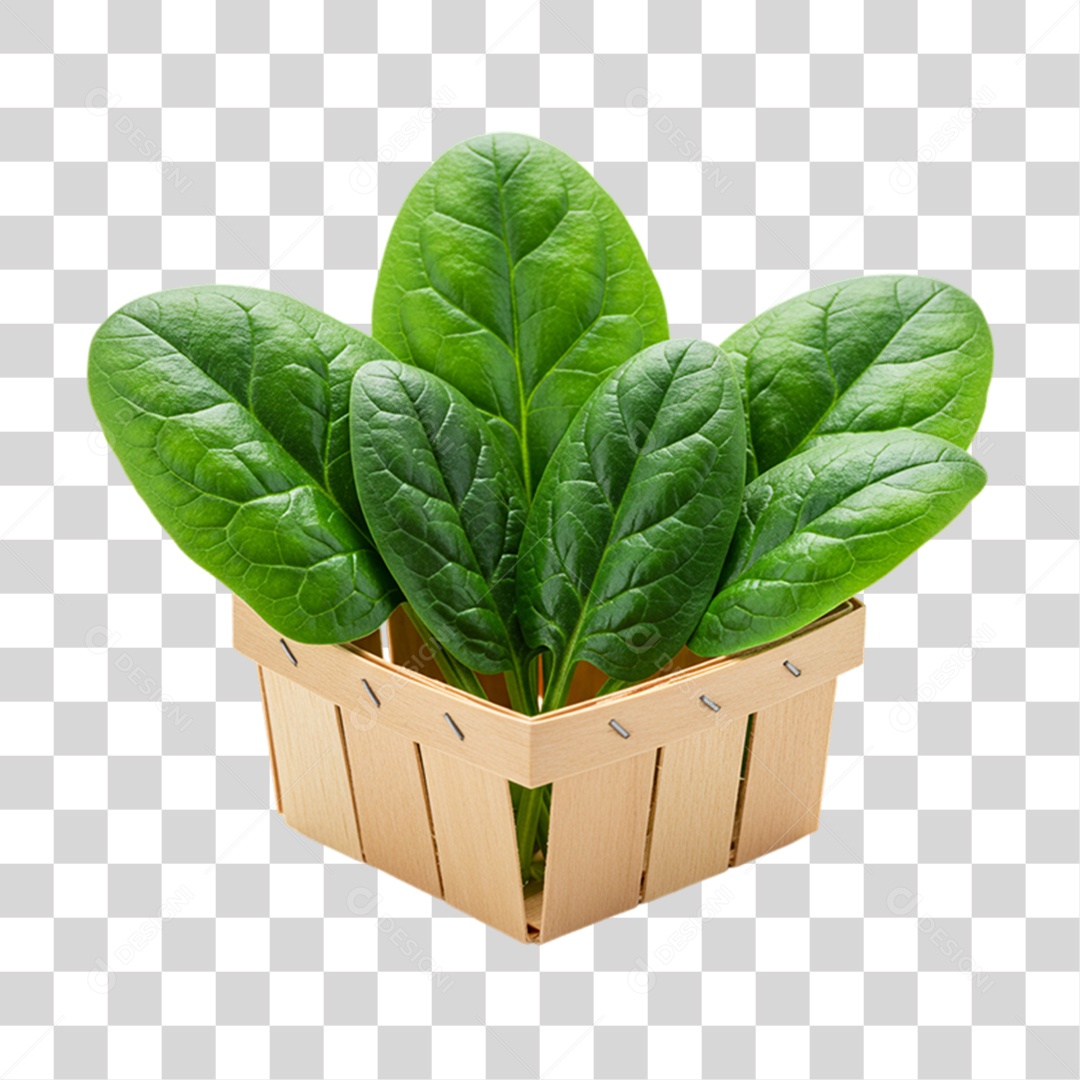 Vegetal Folha de Rúcula PNG Transparente