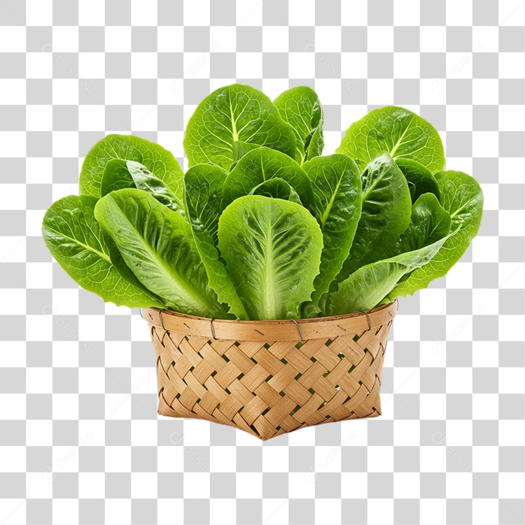 Vegetal Folhas de Couve PNG Transparente