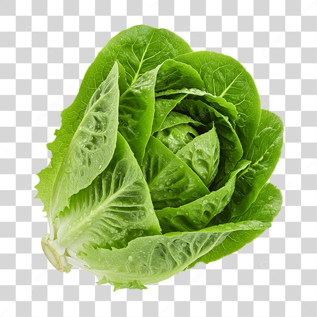 Vegetal Folhas de Alface PNG Transparente