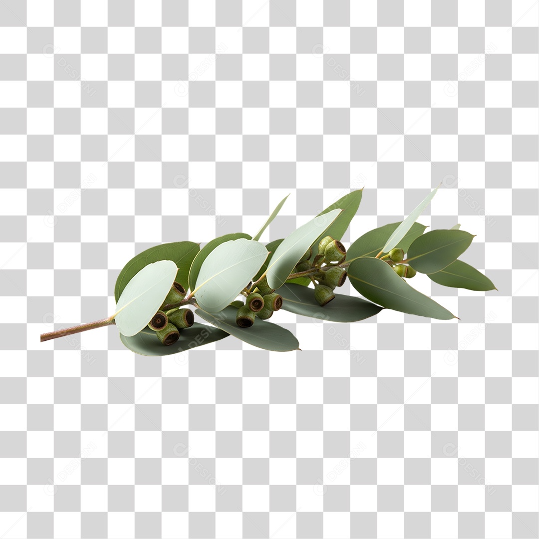 Galho Folhas PNG Transparente