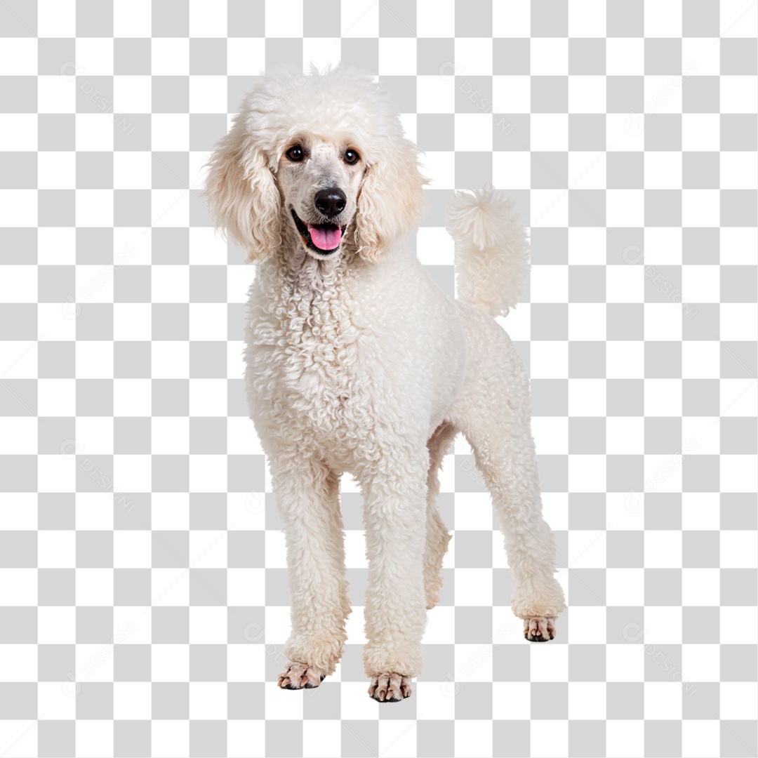 Cachorro Poodle PNG Transparente