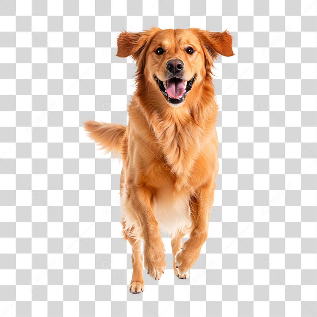 Cachorro Brincando PNG Transparente