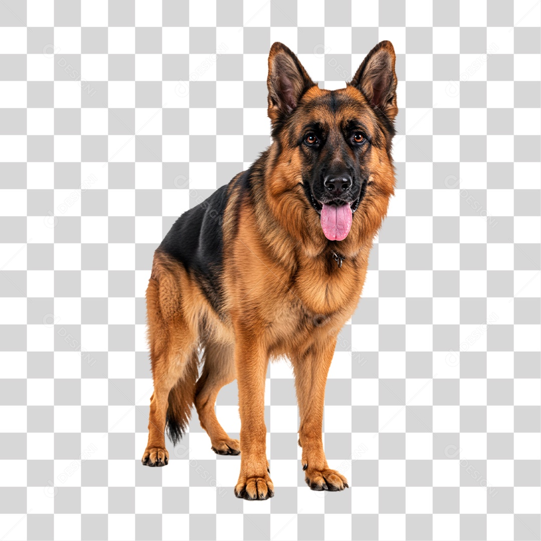 Cachorro Pastor Alemão PNG Transparente
