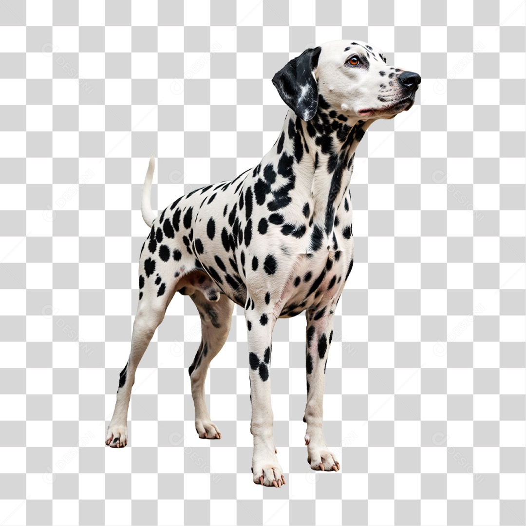 Cachorro Dálmata PNG Transparente