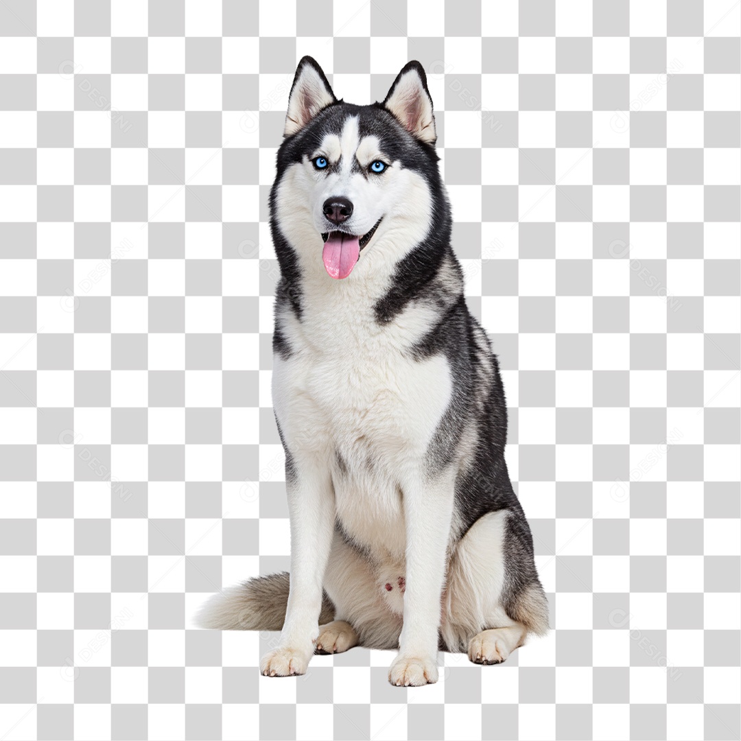 Cachorro Assentado PNG Transparente