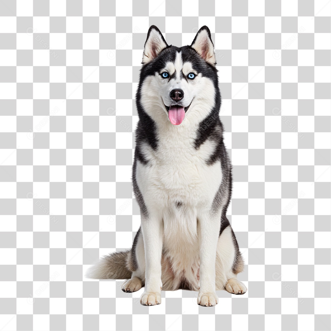 Cachorro Assentado PNG Transparente