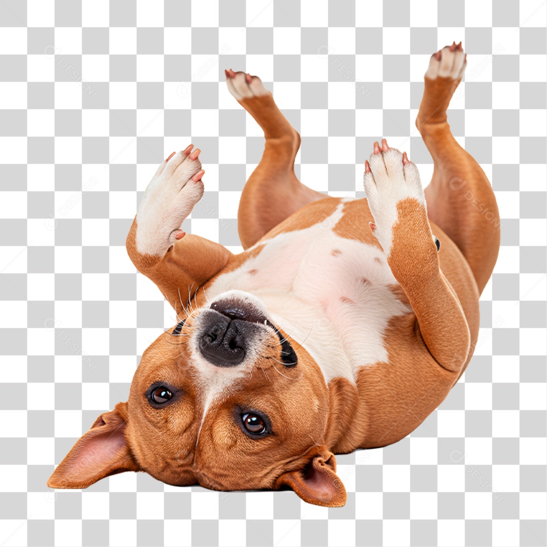 Cachorro Brincando PNG Transparente