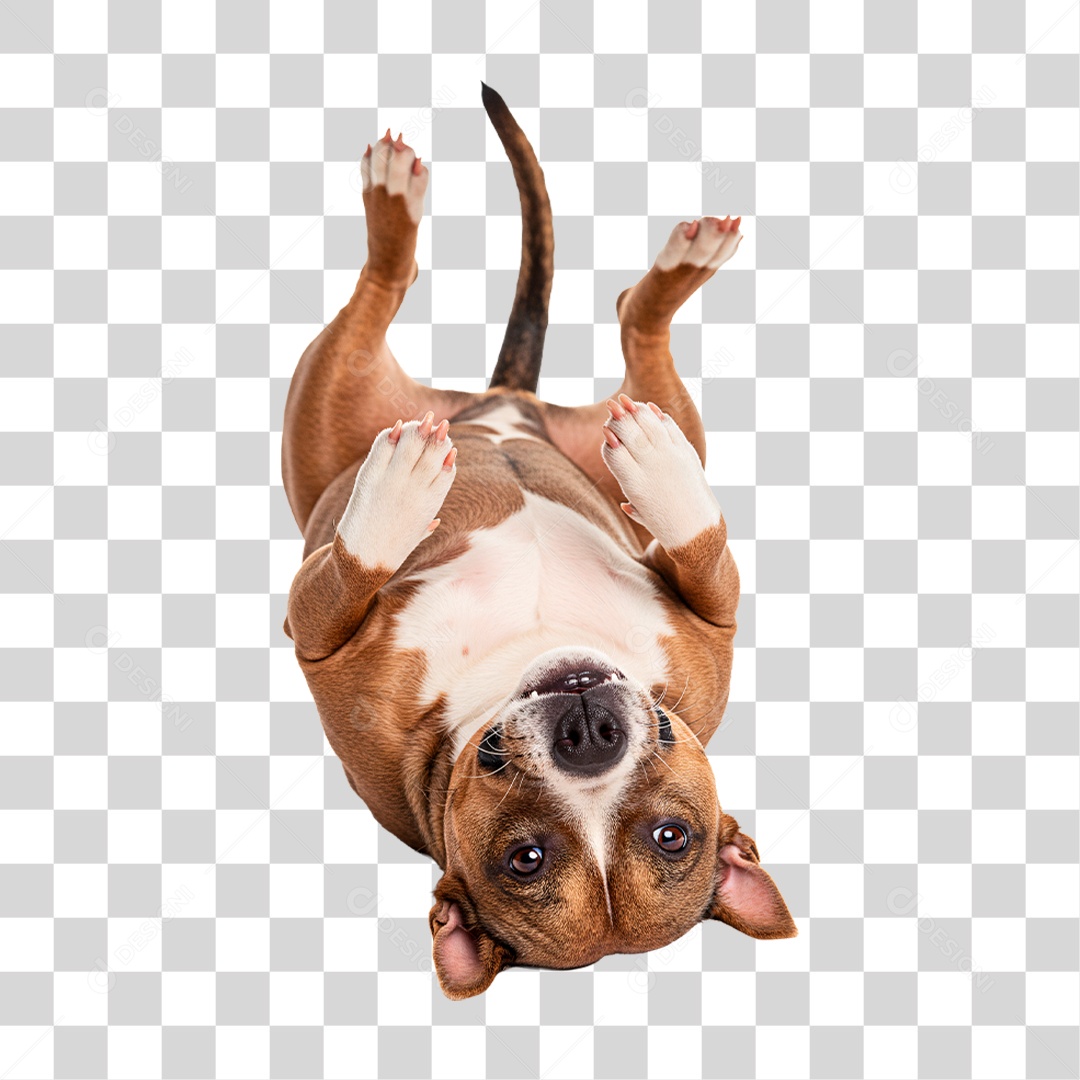 Cachorro Brincando PNG Transparente