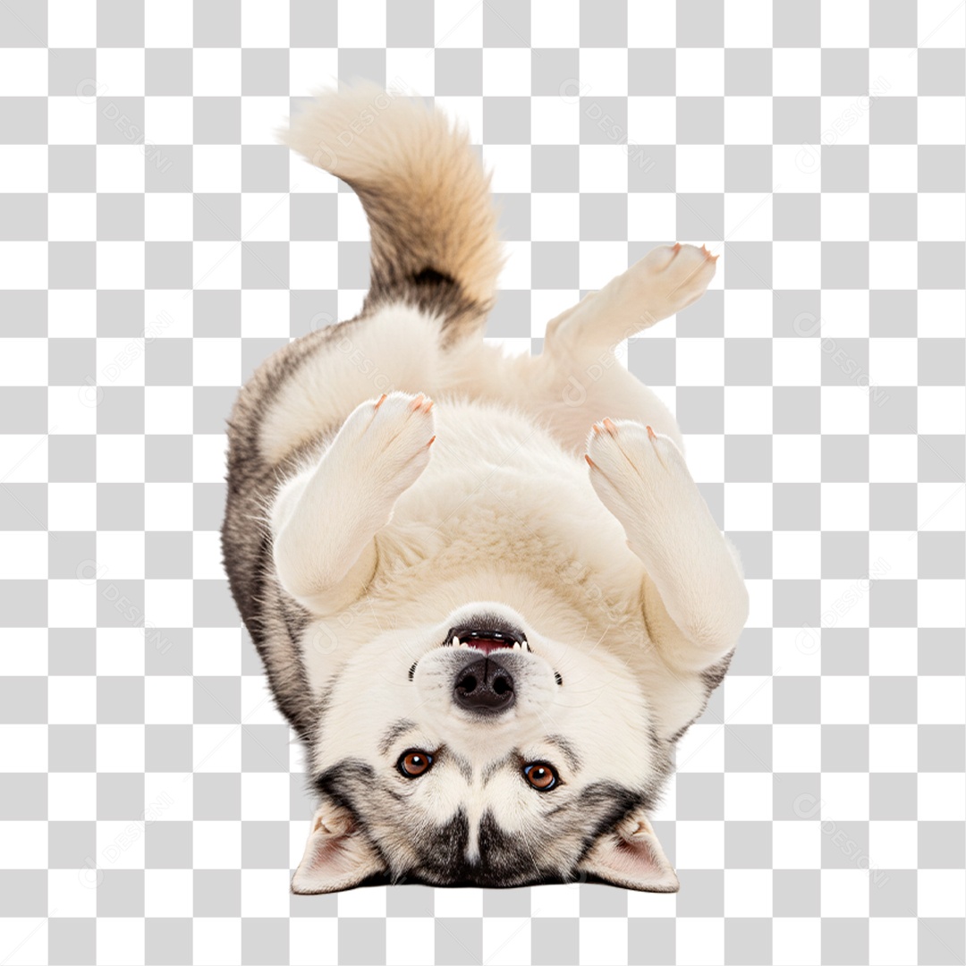 Cachorro Brincando PNG Transparente