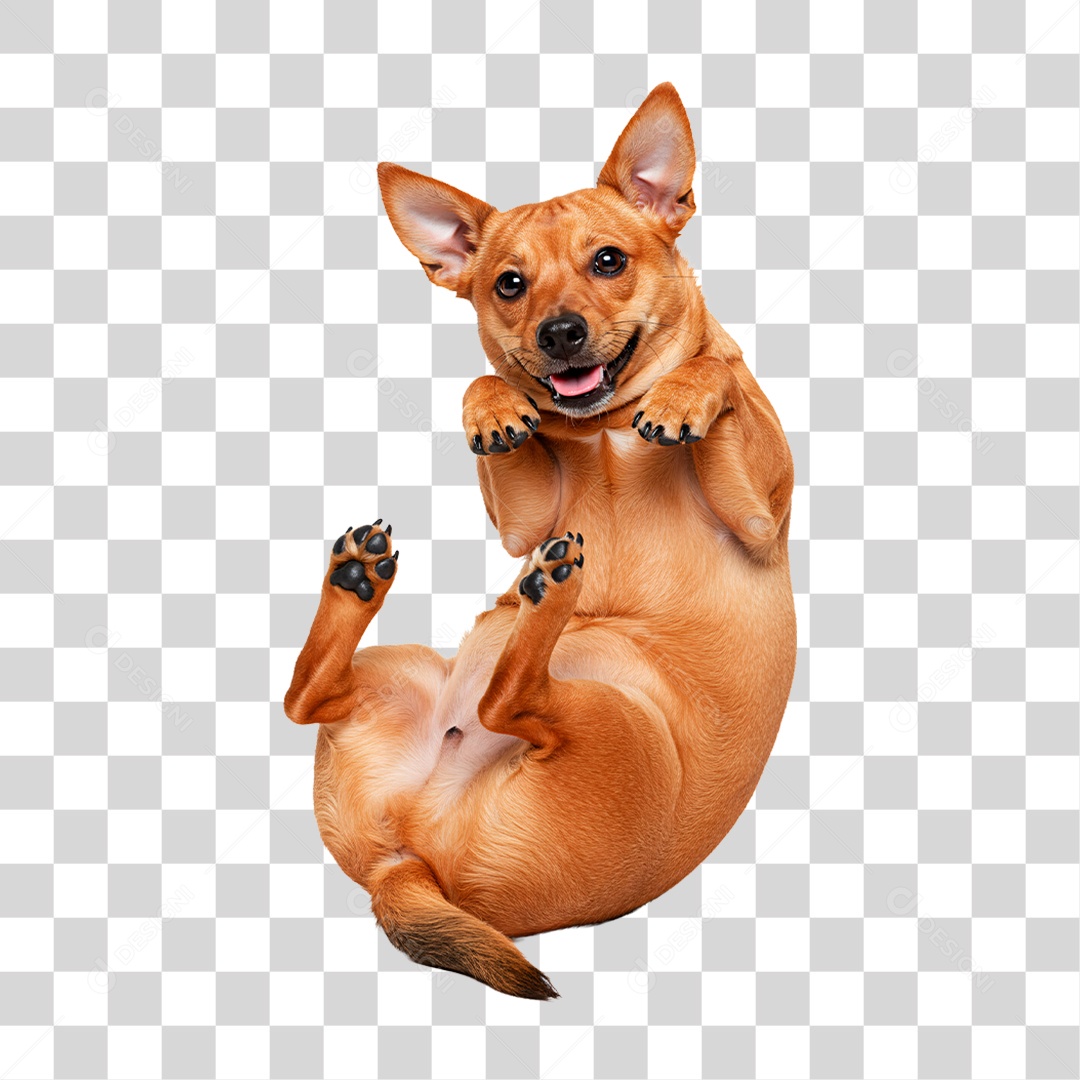 Cachorro Brincando PNG Transparente