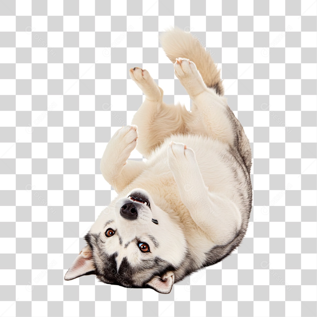 Cachorro Brincando PNG Transparente