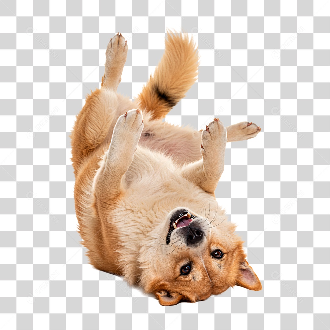 Cachorro Brincando PNG Transparente