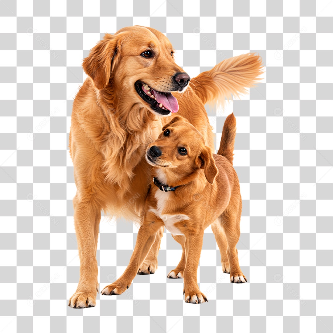 Cachorros Brincando PNG Transparente