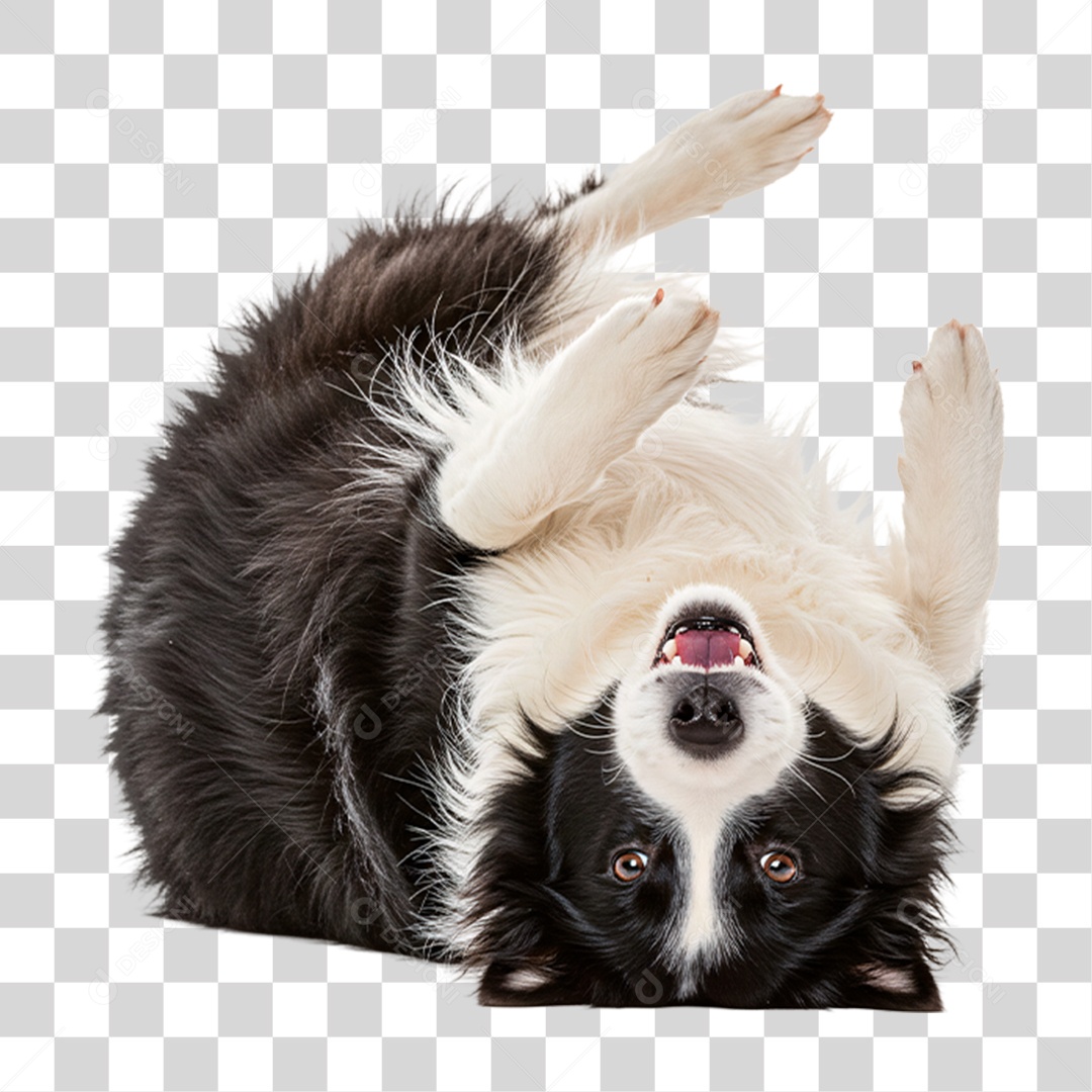 Cachorros Brincando PNG Transparente