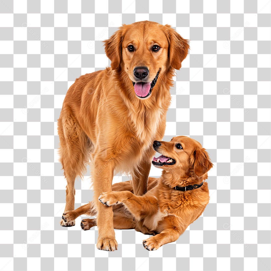 Cachorros Brincando PNG Transparente