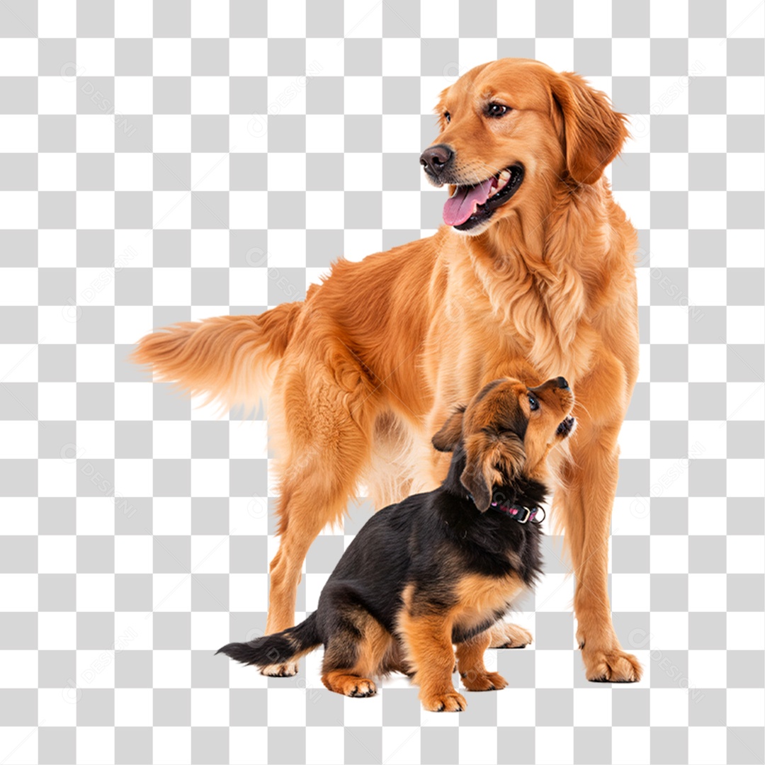 Cachorros Brincando PNG Transparente