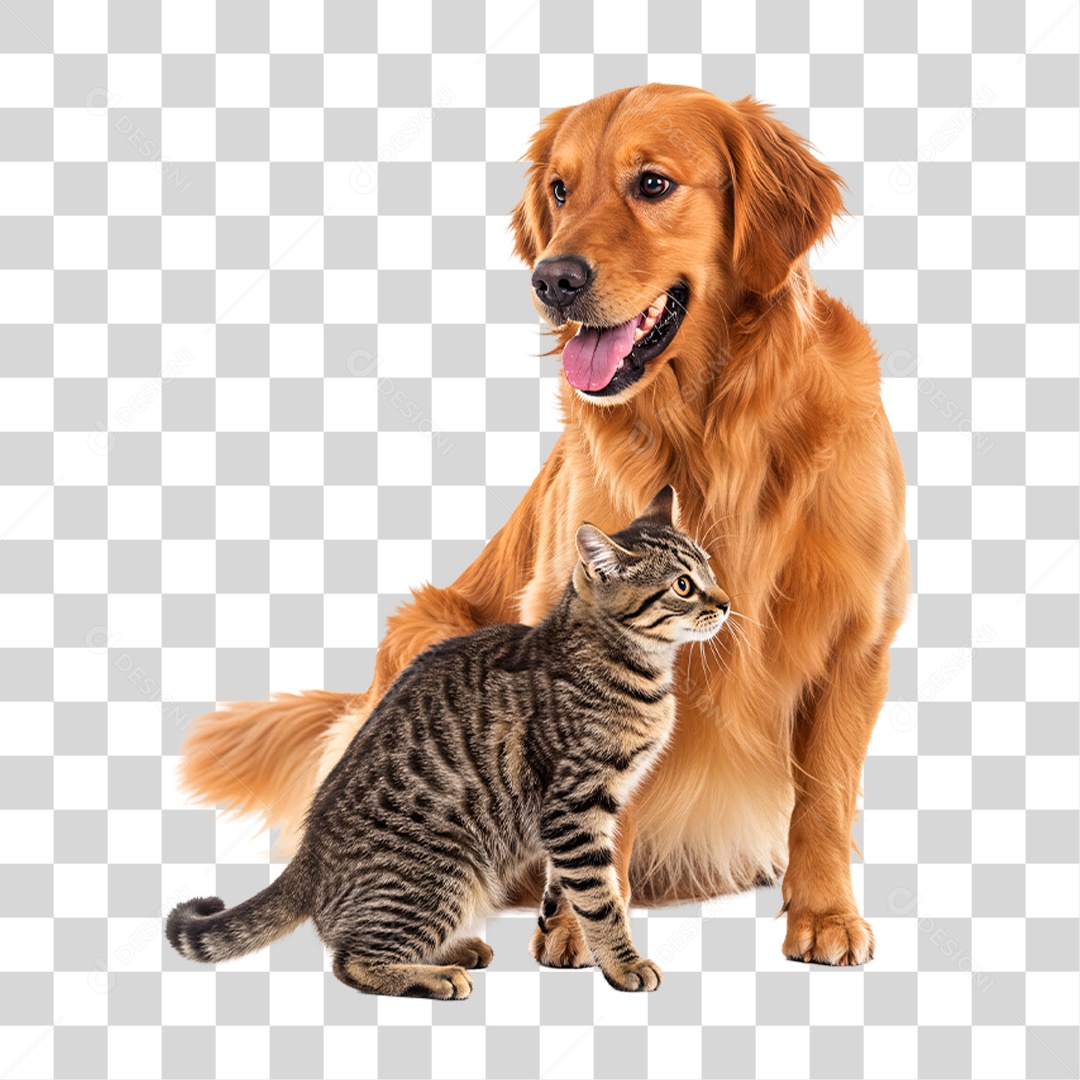 Cachorro Brincando com Gato PNG Transparente