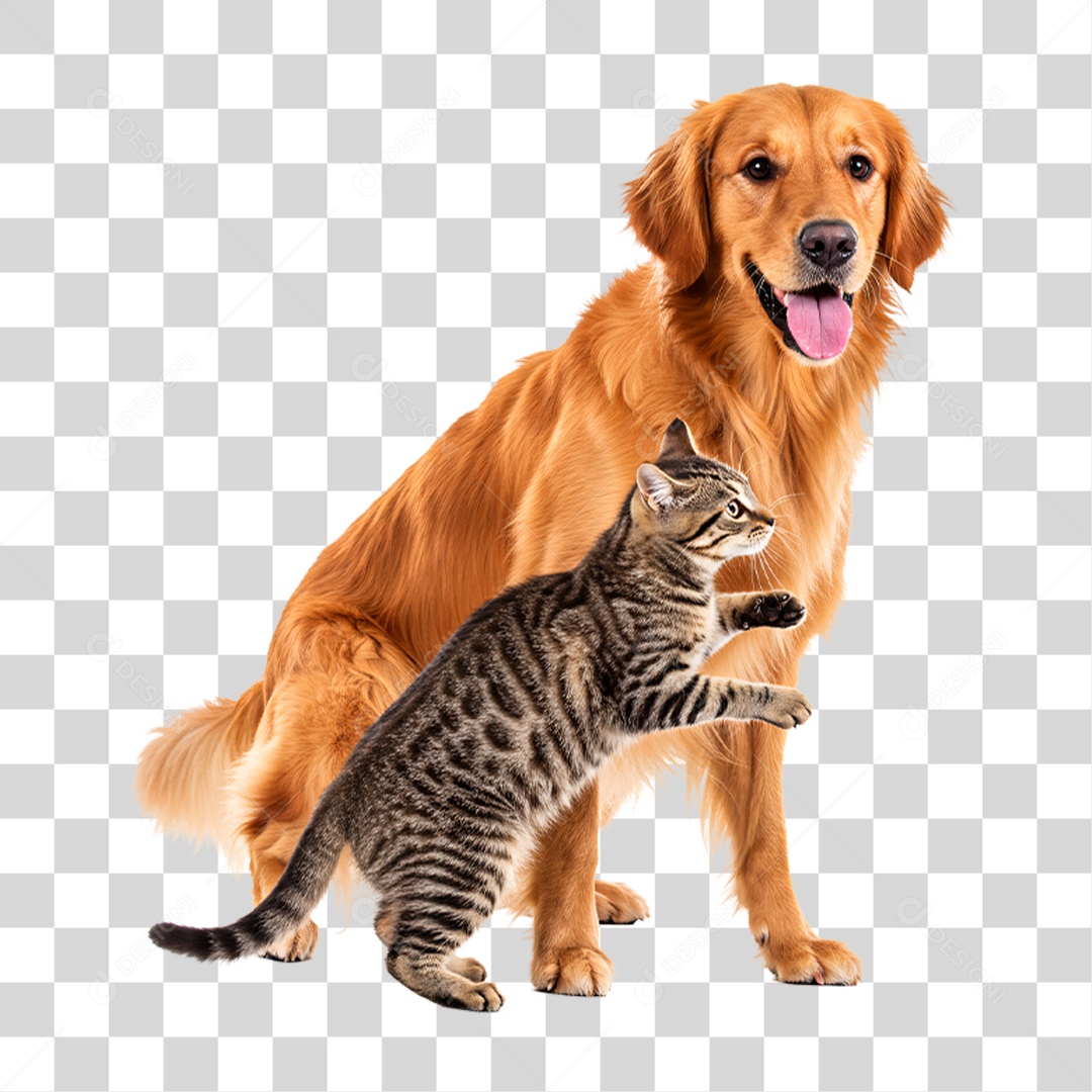 Cachorro Brincando com Gato PNG Transparente