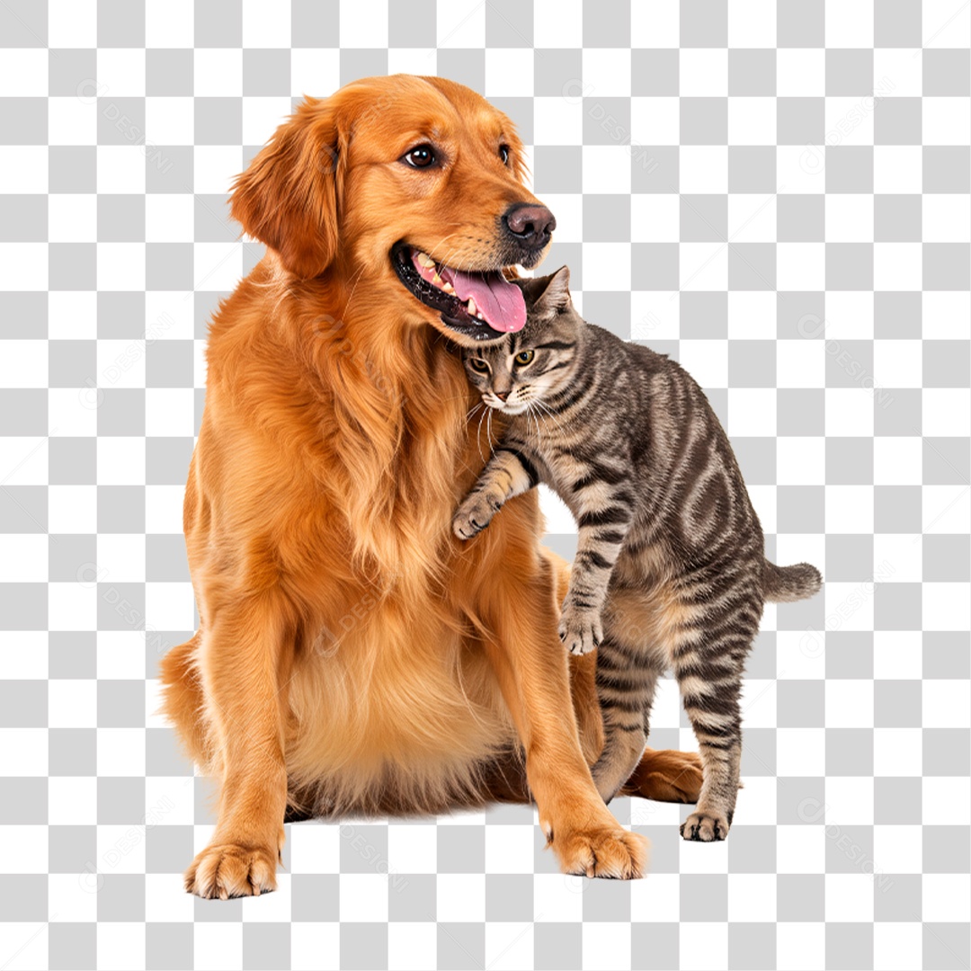 Cachorro Brincando com Gato PNG Transparente