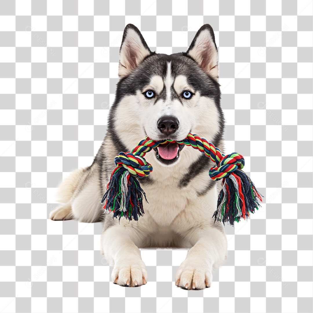 Cachorro com Brinquedo na Boca PNG Transparente