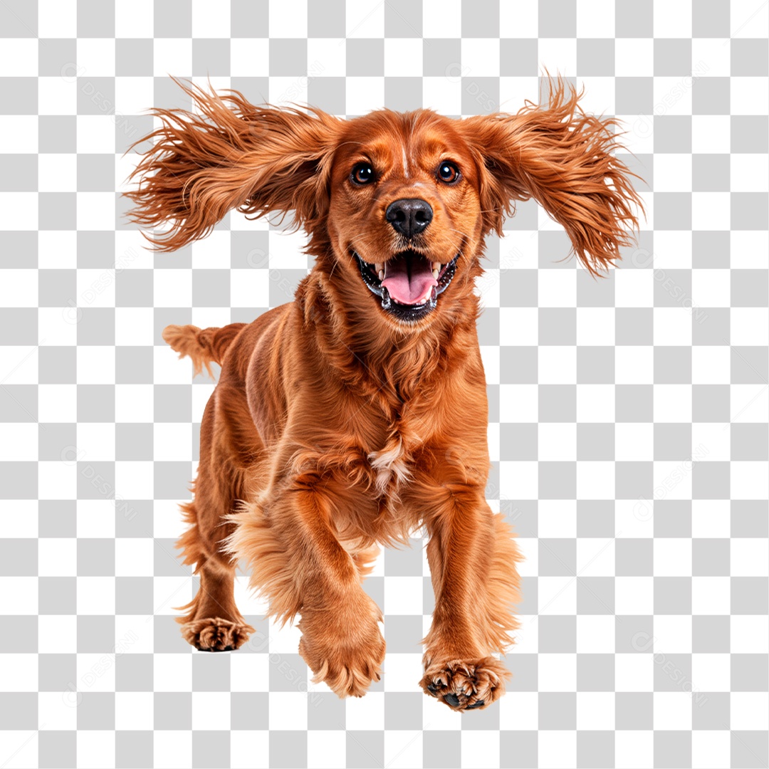 Cachorro Brincando PNG Transparente