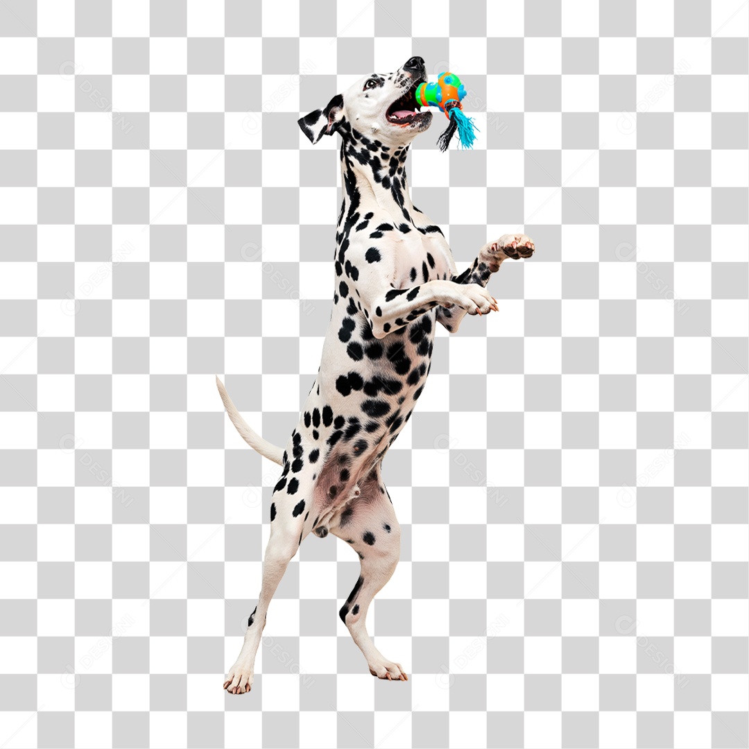 Cachorro com Brinquedo na Boca PNG Transparente
