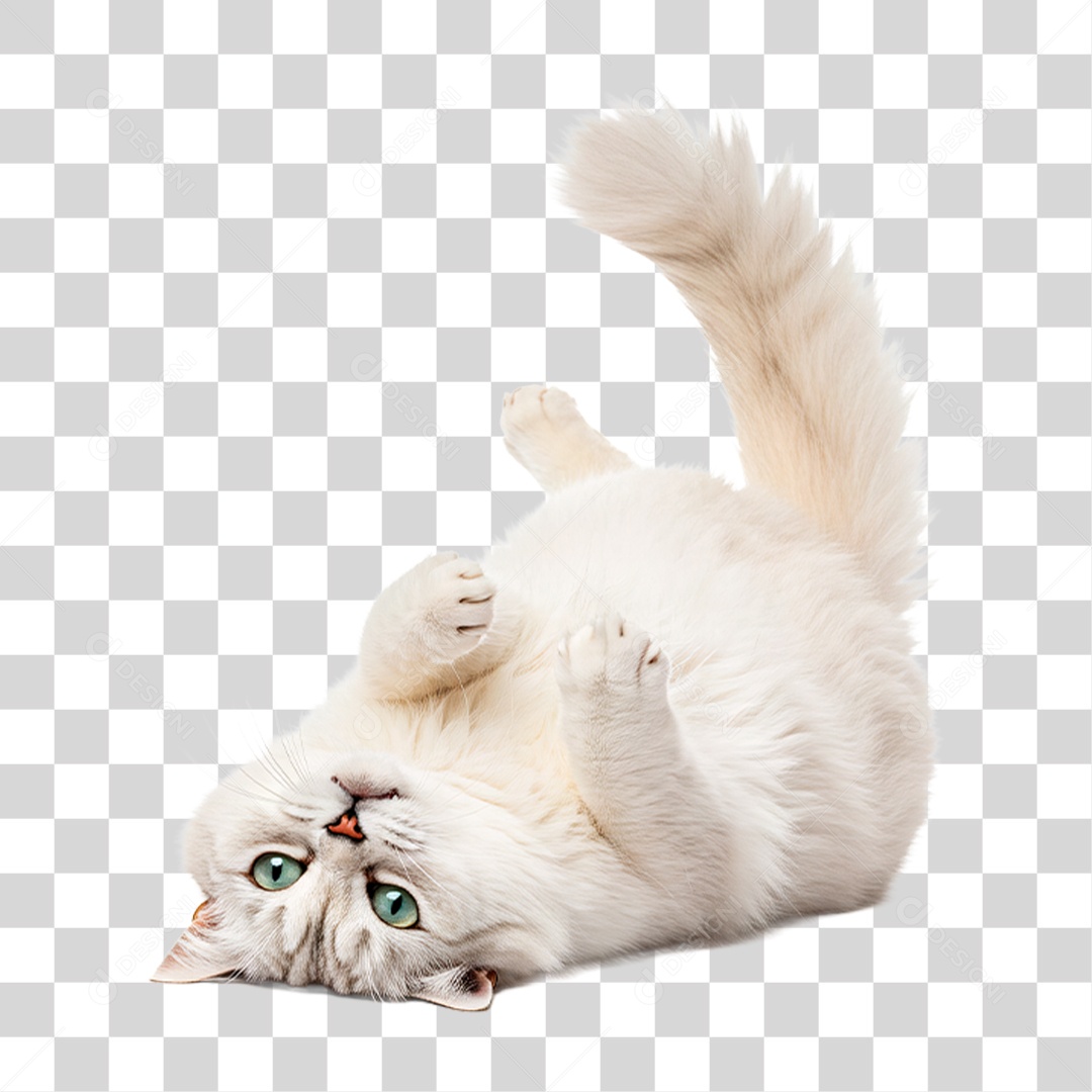 Gato Brincando PNG Transparente