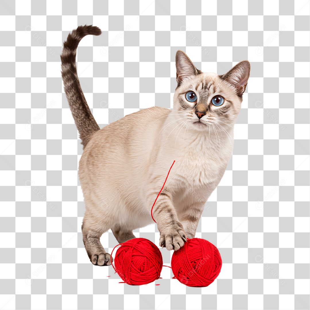 Gato Brincando com Novelo PNG Transparente